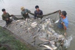 Thái Hòa: Hiệu quả từ mô hình nuôi cá trắm giòn, chép giòn