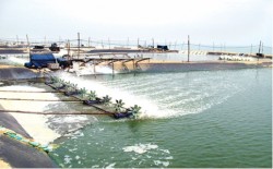 Tái cơ cấu ngành thủy sản tỉnh Nghệ An, kết quả đạt được sau 05 năm thực hiện