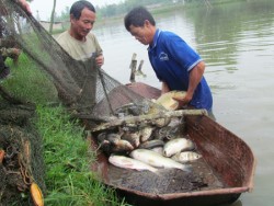 Hiệu quả mô hình chuyển đổi sinh kế cho cộng đồng ngư dân nghề cá ven biển tại Nghệ An