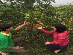 Hiệu quả kinh tế từ mô hình " Thâm canh đảm bảo vệ sinh an toàn thực phẩm" tại Nghệ An