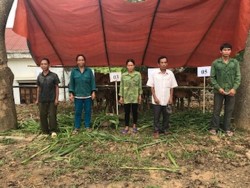 Tương Dương tổ chức giao bò giống chương trình Khuyến nông phục vụ người nghèo tại xã Nga My