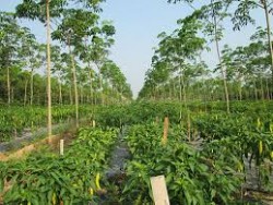 Hiệu quả mô hình kinh tế nông lâm kết hợp ở các xã miền tây Nghi Lộc