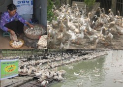 Những vẫn đề cần lưu ý khi nuôi vịt đẻ trứng thương phẩm