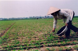 Diễn Thịnh huyện Diễn Châu: Gieo trồng hơn 300 ha lạc đông sớm nhất, nhanh nhất và nhiều nhất
