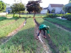 Mô hình cải tạo vườn tạp trồng hành tăm cho thu nhập cao