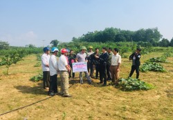 Kết quả bước đầu mô hình trồng cam thâm canh đảm bảo vệ sinh an toàn thực phẩm tại xã Tân An huyện Tân Kỳ