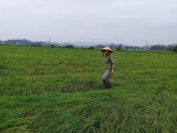 Hiệu quả từ mô hình chuyển đổi cây trồng