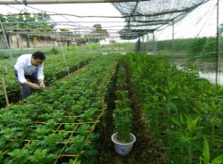 Khuyến nông Nghệ An: Nhìn lại sau 9 năm đào tạo nghề nông nghiệp cho lao động nông thôn