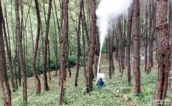 Tạo bước đột phá trong phát triển rừng ở Yên Thành