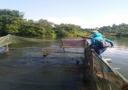 Một số kinh nghiệm nuôi cá lồng trên sông, hồ