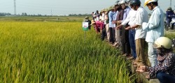 UBND xã Nam Giang tổ chức Hội thảo đánh giá mô hình sản xuất giống lúa thuần chất lượng cao VNR20