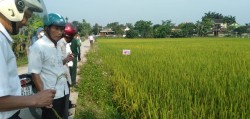 Hiệu quả mô hình sản xuất giống lúa HDT10 tại Khối Quang Trung - Thị trấn Nam Đàn - Huyện Nam Đàn