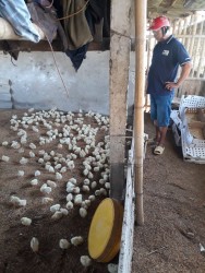 Trạm Thành Phố Vinh tổ chức giao giống gà và thức ăn cho mô hình “ Nuôi gà sinh sản giống mới an toàn sinh học”