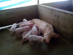 Phòng trị hội chứng lợn còi sau cai sữa