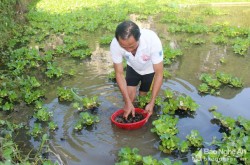 Ông nông dân đưa ốc bươu đen Quỳnh Lưu về nuôi 'thu lãi lớn' trên đất Anh Sơn
