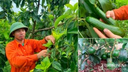 Cây bơ trên vùng đất đỏ Phủ Quỳ