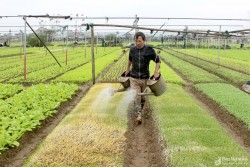 Thành phố Vinh xây dựng trên 50 ha rau an toàn theo hướng VietGAP