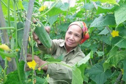 Xây dựng thương hiệu rau, củ, quả sạch tại Diễn Phong