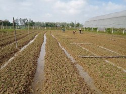 Nam Đàn triển khai mô hình sản xuất hoa Ly, hoa Cúc phục vụ tết nguyên đán