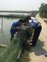 Nông dân Nghệ An nuôi cua biển cho thu nhập cao