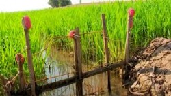 Một số biện pháp phòng trừ ốc bươu vàng hại lúa