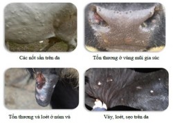 Hướng dẫn phòng, chống bệnh Viêm da nổi cục trâu, bò 