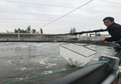 Hiệu quả nuôi tôm thẻ chân trắng vụ đông