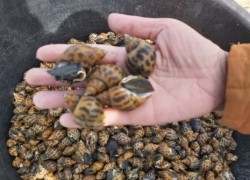 Ốc Hương – đối tượng thay thế tiềm năng tại những vùng nuôi tôm kém hiệu quả trên địa bàn tỉnh Nghệ An