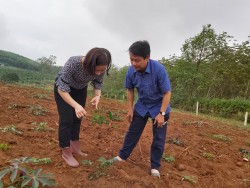 Tân Kỳ: Phát hiện bệnh khảm lá trên sắn.