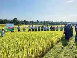 Mô hình cánh đồng mẫu giống lúa thuần mới  năng suất chất lượng cao  tại huyện Quỳ Hợp