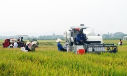 Mùa nối mùa trên đồng ruộng Diễn Châu