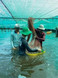 Hiệu quả mô hình nuôi tôm trong nhà