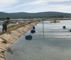 Một số kinh nghiệm sử dụng chế phẩm sinh học trong nuôi tôm