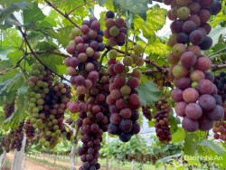 Nông dân Nghĩa Đàn thành công với mô hình nho không hạt