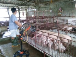 Nghệ An: Điểm nhấn từ chính sách hỗ trợ phát triển chăn nuôi nông hộ