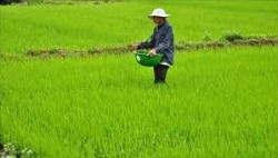 Kịp thời chăm bón lúa hè thu càng sớm càng tốt