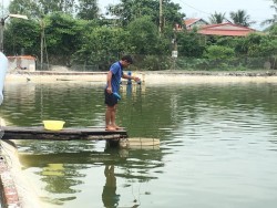 Một số biện pháp tăng cường phòng bệnh cho tôm