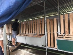Chủ động bảo vệ đàn vật nuôi trong mùa mưa bão