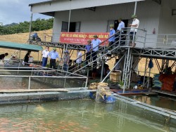 Khảo sát nuôi cá lồng hồ thuỷ điện Hủa Na