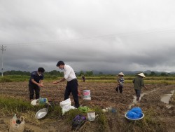 Một số lưu ý trong sản xuất ngô sinh khối vụ đông năm 2021