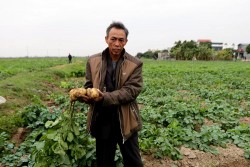 Kỹ thuật trồng khoai tây vụ đông đạt năng suất cao