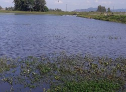 Hiệu quả kinh tế từ nuôi cá - lúa vụ 3 tại Đô Lương