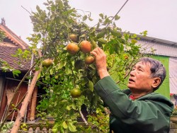 Cần bảo tồn cam bù Cát Văn - Thanh Chương