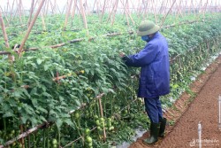 Nông dân Nghệ An bám đồng chống rét cho cây trồng