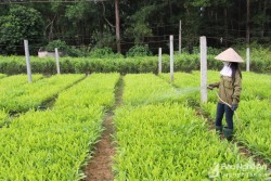 Nghệ An: Phát động 'Tết trồng cây' Xuân Nhâm Dần năm 2022