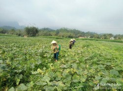 Bù đỏ hình hồ lô sống khỏe trên đất bãi ở Anh Sơn ​