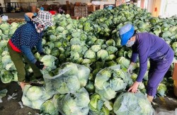Hiệu quả liên kết sản xuất nông nghiệp ở Diễn châu