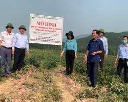Hội thảo mô hình “ Liên kết sản xuất và tiêu thụ khoai lang tươi tại Nghệ An”