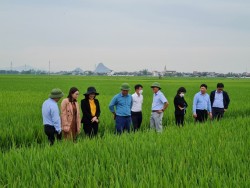 Giải pháp để vụ hè thu tại Nghệ An thắng lợi