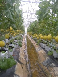 Hiệu quả ứng dụng nông nghiệp công nghệ cao tại xã Nam Anh -Nam Đàn